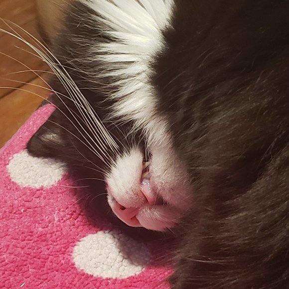 Meet your Posher, Tish - Picture 8 of 15